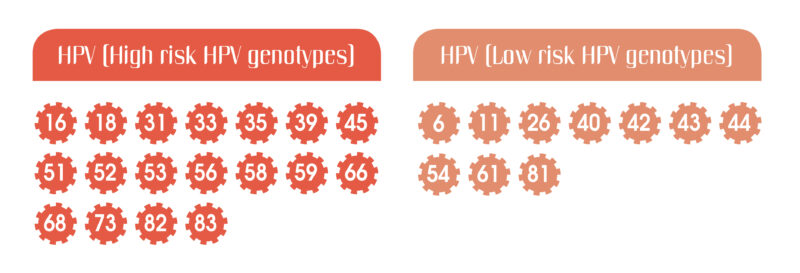#20230425 HPV DNA 大部分HPV28 病毒感染類型 ENG