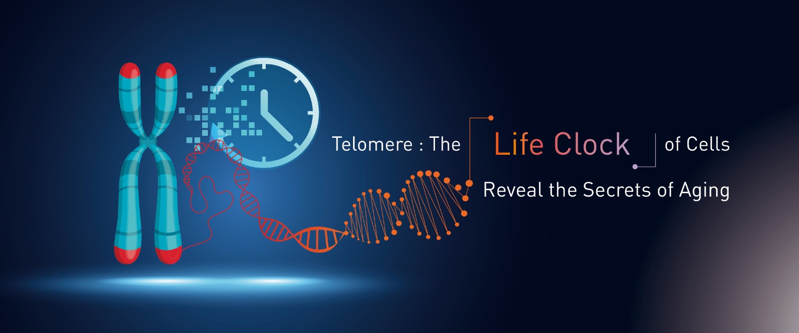Telomere The Life Clock of Cells