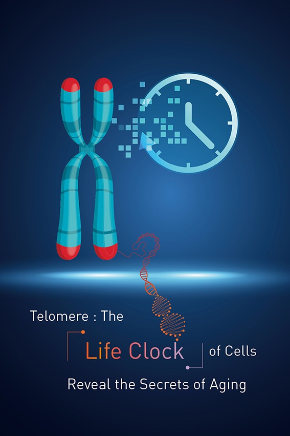 Telomere The Life Clock of Cells_Mobile