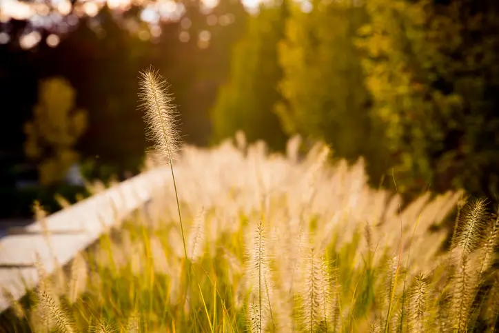 ApexHealth IgE - 吸入性過敏