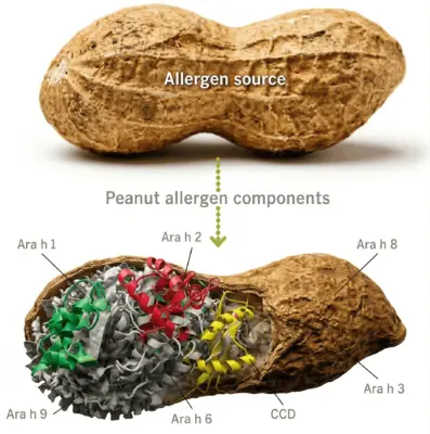 peanut-allergen-component