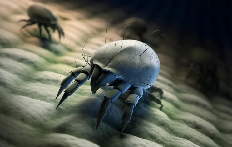 屋塵蟎 (House Dust Mites)