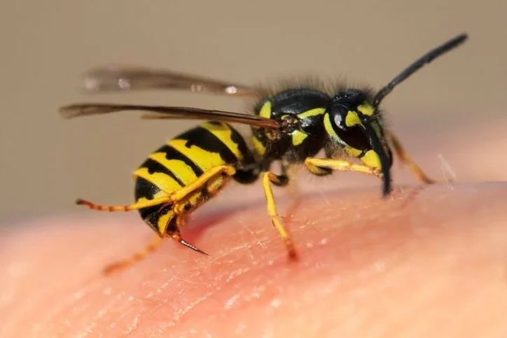 昆蟲毒液過敏（Insect Venom Allergy）